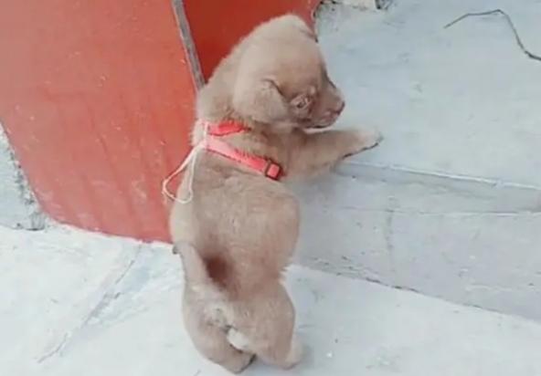 小狗撑着了会什么表现-图1