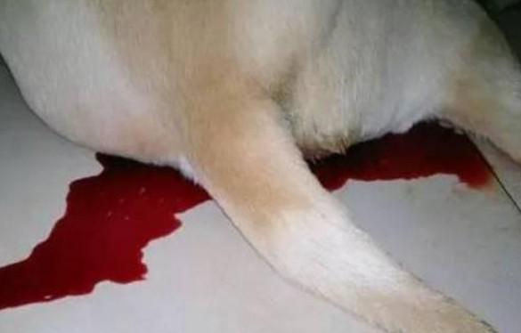 狗狗见血了几天结束