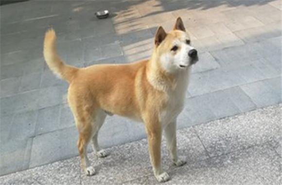 黄狗白面优缺点-图1