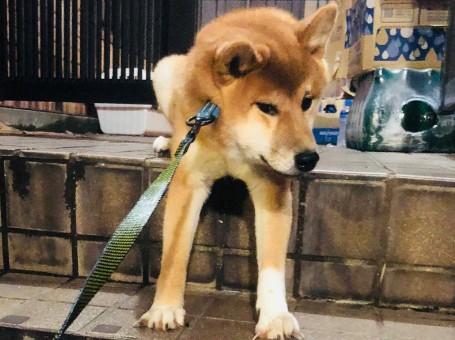 狗狗下楼后不敢动了为什么呢