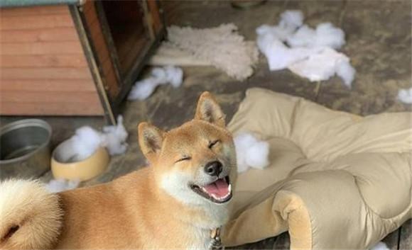 纪州犬是不是柴犬-图1