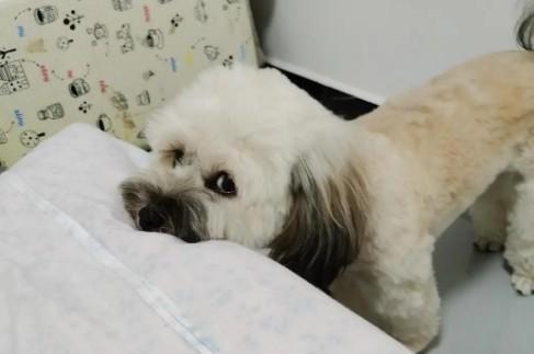 狗狗喜欢把头搭在床边怎么回事-图1
