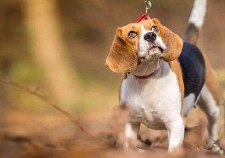 狗狗出门不肯走是什么原因？-1