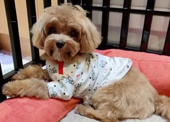 七个月狗狗尿血是怎么回事啊