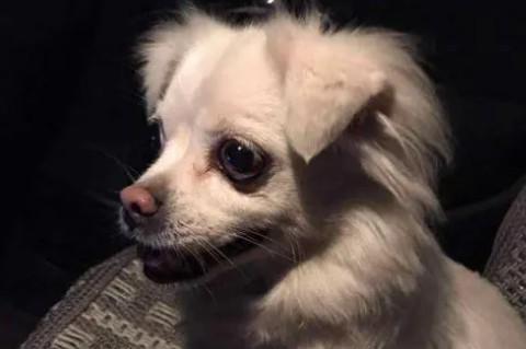 为什么我家狗狗很高冷呢