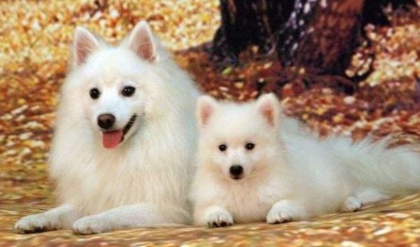 适合女生养的中型犬既忠诚又不麻烦-图1