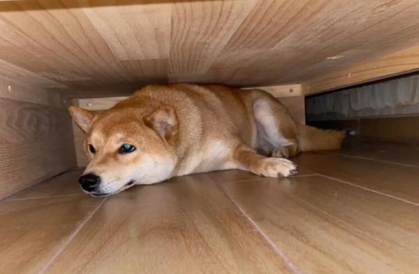 狗为什么老爱趴床底