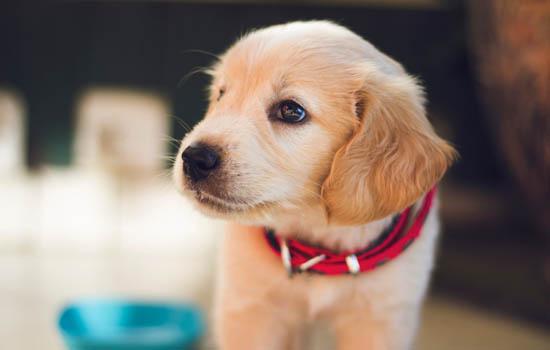 柴犬把你当主人的表现-图1