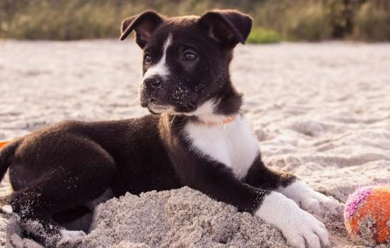 如何检测狗狗得了细小或犬瘟-图1