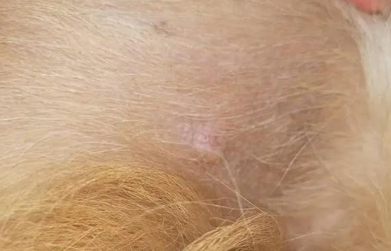 狗狗肚子为什么有硬块