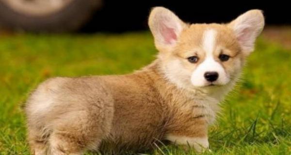 中小型犬推荐养什么品种-图1