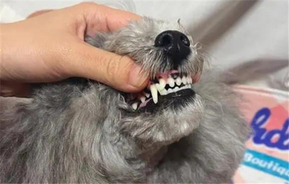 狗狗牙结石怎么去除-图1