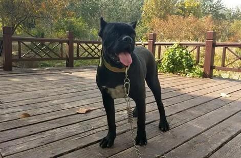为什么其他的狗怕黑豹犬呢-图1