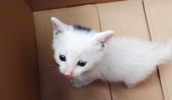 自家猫送人好不好？考虑猫咪和新主人的适应问题及责任-1