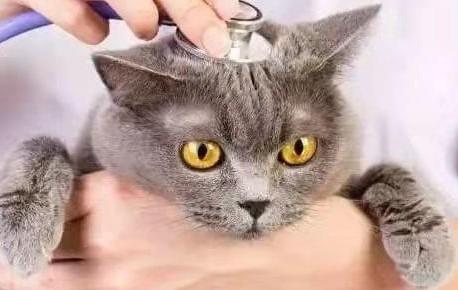 fpv测试版测猫瘟准吗-图1