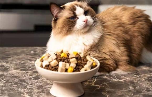 猫挑食怎么办不吃猫粮-图1