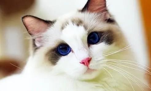 cfa赛级猫-图1