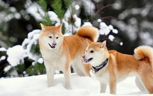 秋田犬会接受新主人吗-图1