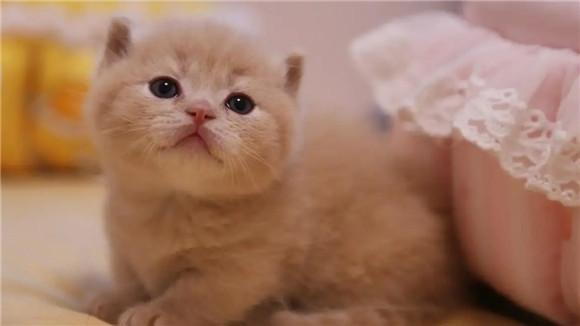 矮脚猫长什么样子-图1