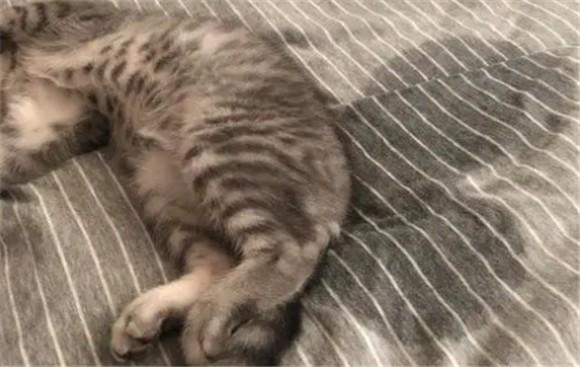 猫突然在床上撒尿的原因