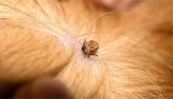 猫跳蚤到人身上怎么办-图1