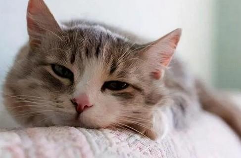 84多久可以杀死猫瘟病毒-图1