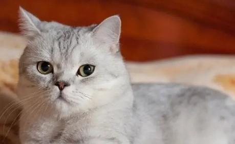 4个月的小猫怀孕了咋办-图1