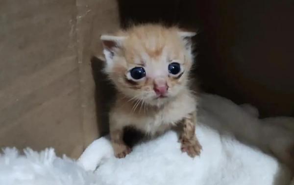 20天的小猫可以吃什么-图1