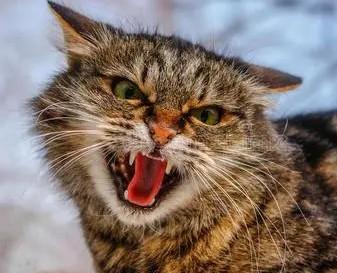 最凶残的猫-图1