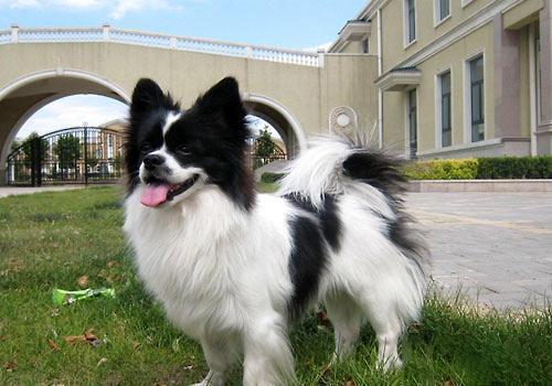 蝴蝶犬幼犬几个月耳朵直起来