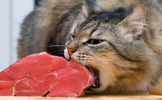 猫是杂食动物吗-图1