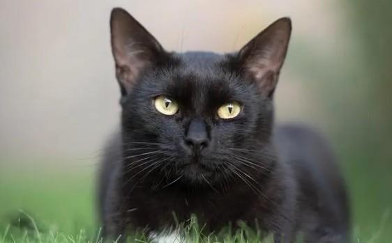 1990年的恐怖微笑猫事件-图1