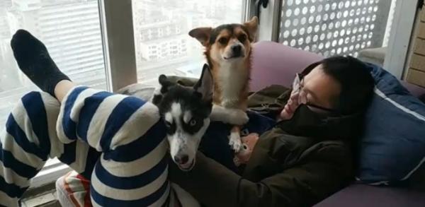 狗狗为什么粘男主人呢