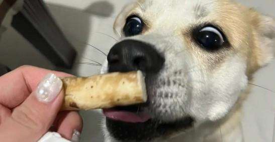 为什么狗狗不能吃山药泥的原因
