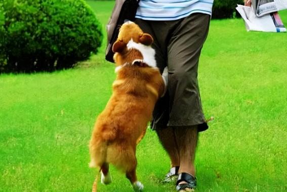幼犬抱着人腿一直拱-图1