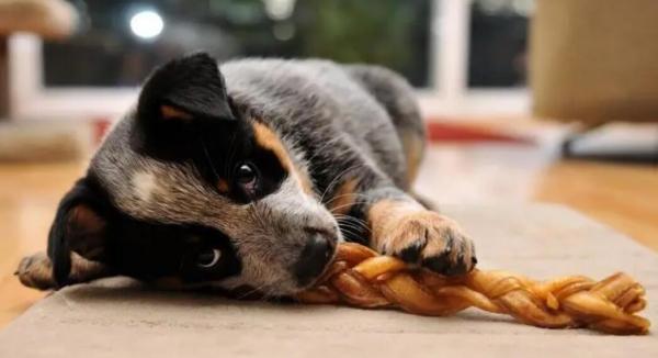 狗狗应激反应死亡症状-图1