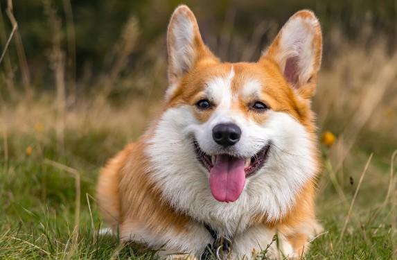母犬子宫蓄脓症状图片-图1