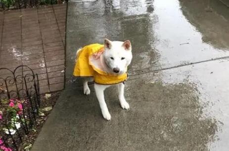 下雨天狗狗走丢了怎么办呢