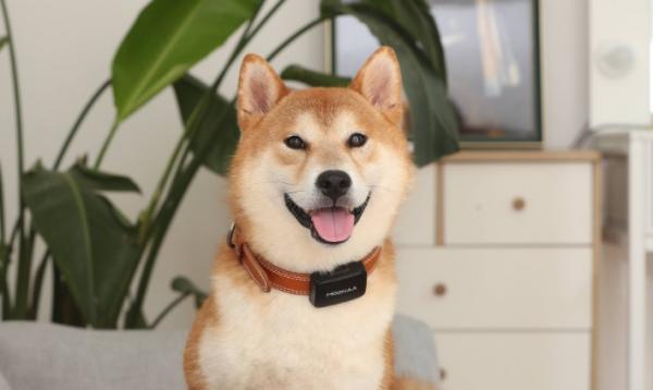 狗狗为什么戴定位器-图1