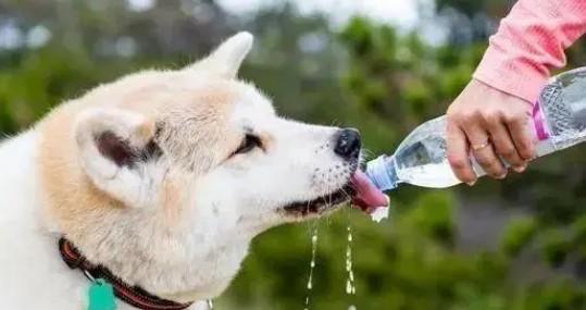 狗狗为什么超级喜欢喝水-图1