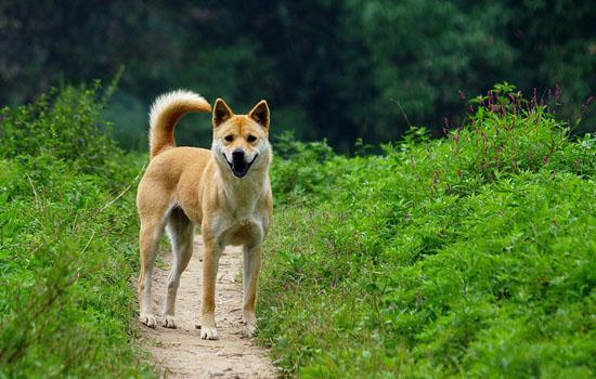 英斗犬怕冷吗?-图1