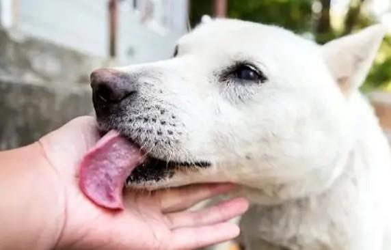 狗狗舔人的原因是什么