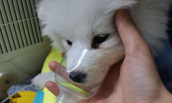 狗狗肺炎为什么坐着睡觉