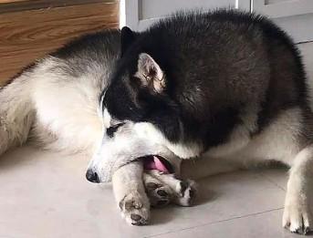 狗狗为什么一直舔脚