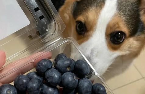 狗狗可以吃蓝莓吗