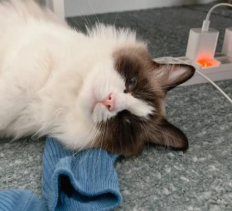 猫咪为什么喜欢主人的袜子