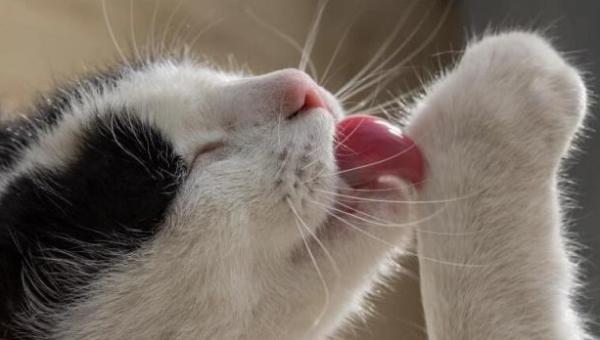 猫咪一直舔自己身上是怎么回事-图1