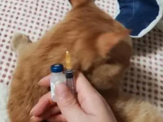 猫咪要打几针疫苗-图1
