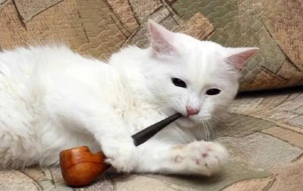 猫咪闻烟味会怎么样-图1