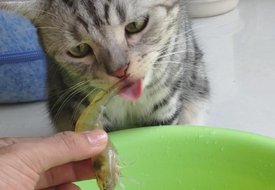 猫能吃虾么-图1